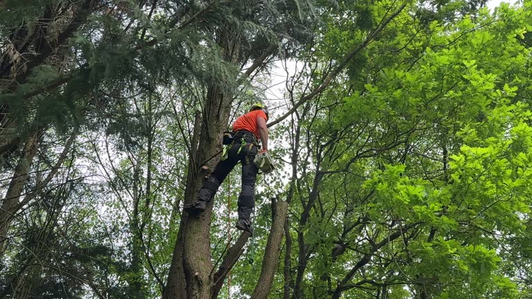 Best Tree Removal  in Gridley, IL