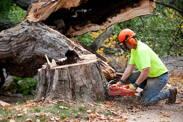 Best Tree Cabling and Bracing  in Gridley, IL